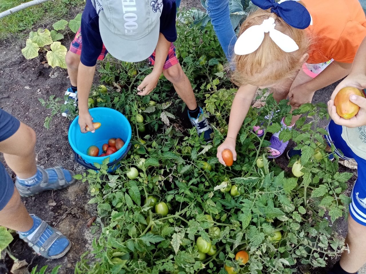 Сбор урожая в огороде